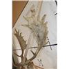 Image 10 : 24-Point FALLOW DEER Shoulder Mount with Big Palms