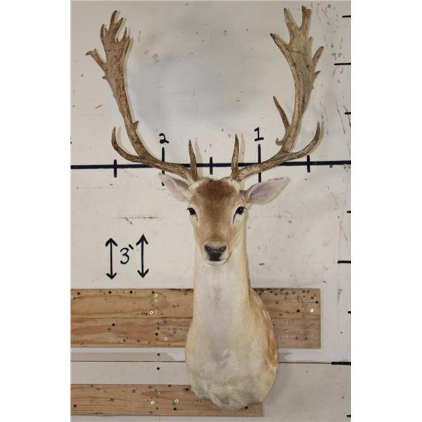 24-Point FALLOW DEER Shoulder Mount with Big Palms