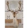 Image 1 : 24-Point FALLOW DEER Shoulder Mount with Big Palms