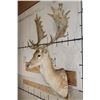 Image 2 : 24-Point FALLOW DEER Shoulder Mount with Big Palms