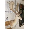 Image 3 : 24-Point FALLOW DEER Shoulder Mount with Big Palms