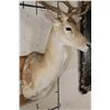 Image 4 : 24-Point FALLOW DEER Shoulder Mount with Big Palms