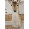 Image 5 : 24-Point FALLOW DEER Shoulder Mount with Big Palms