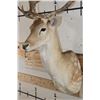 Image 6 : 24-Point FALLOW DEER Shoulder Mount with Big Palms