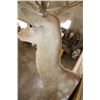 Image 7 : 24-Point FALLOW DEER Shoulder Mount with Big Palms