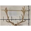 Image 8 : 24-Point FALLOW DEER Shoulder Mount with Big Palms