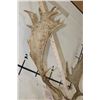 Image 9 : 24-Point FALLOW DEER Shoulder Mount with Big Palms