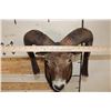 Image 10 : MOUFLON Shoulder Mount