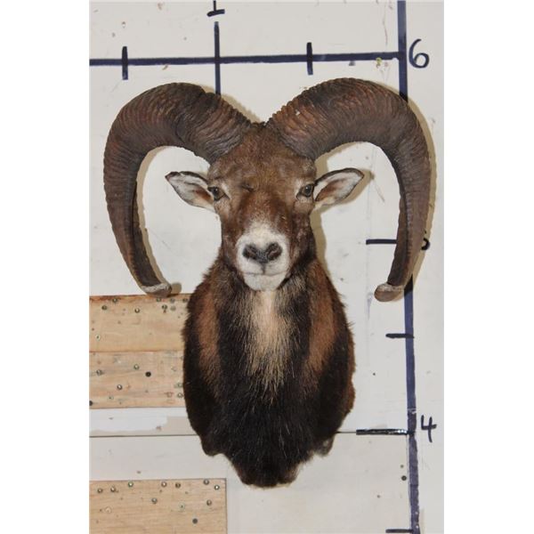 MOUFLON Shoulder Mount