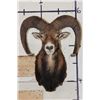 Image 1 : MOUFLON Shoulder Mount