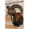 Image 2 : MOUFLON Shoulder Mount