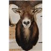 Image 5 : MOUFLON Shoulder Mount