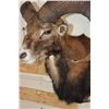 Image 6 : MOUFLON Shoulder Mount