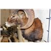 Image 7 : MOUFLON Shoulder Mount
