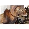 Image 8 : MOUFLON Shoulder Mount