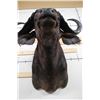 Image 10 : CAPE BUFFALO Shoulder Mount