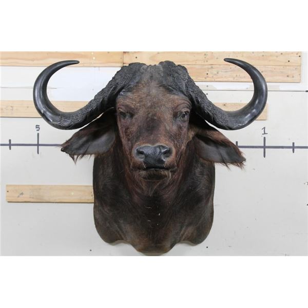 CAPE BUFFALO Shoulder Mount