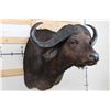 Image 2 : CAPE BUFFALO Shoulder Mount
