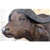 Image 4 : CAPE BUFFALO Shoulder Mount
