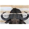 Image 7 : CAPE BUFFALO Shoulder Mount