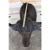 Image 8 : CAPE BUFFALO Shoulder Mount