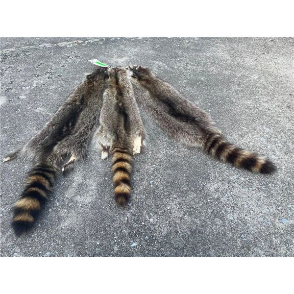 (3) *New* Large Soft and Tanned RACCOON Furs or Hides (ONE$)