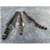 Image 1 : (3) *New* Large Soft and Tanned RACCOON Furs or Hides (ONE$)