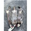 Image 3 : (3) *New* Large Soft and Tanned RACCOON Furs or Hides (ONE$)