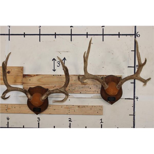 (2) MULE DEER Antler Racks on Wooden Plaques (ONE$)