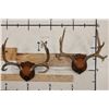 Image 1 : (2) MULE DEER Antler Racks on Wooden Plaques (ONE$)