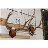Image 2 : (2) MULE DEER Antler Racks on Wooden Plaques (ONE$)