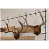 Image 3 : (2) MULE DEER Antler Racks on Wooden Plaques (ONE$)