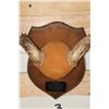 Image 5 : (2) MULE DEER Antler Racks on Wooden Plaques (ONE$)