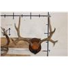 Image 6 : (2) MULE DEER Antler Racks on Wooden Plaques (ONE$)