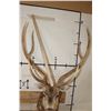 Image 10 : Big AXIS DEER Shoulder Mount