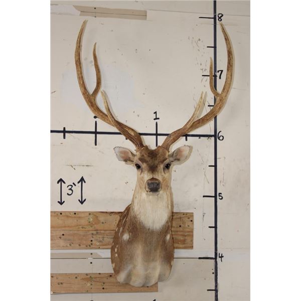 Big AXIS DEER Shoulder Mount