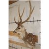 Image 3 : Big AXIS DEER Shoulder Mount