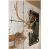 Image 4 : Big AXIS DEER Shoulder Mount