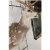 Image 5 : Big AXIS DEER Shoulder Mount