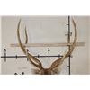 Image 9 : Big AXIS DEER Shoulder Mount