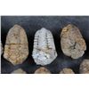 Image 3 : (12) TRILOBITE FOSSILS From Morocco (ONE$)