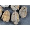 Image 4 : (12) TRILOBITE FOSSILS From Morocco (ONE$)