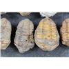 Image 5 : (12) TRILOBITE FOSSILS From Morocco (ONE$)
