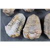 Image 6 : (12) TRILOBITE FOSSILS From Morocco (ONE$)