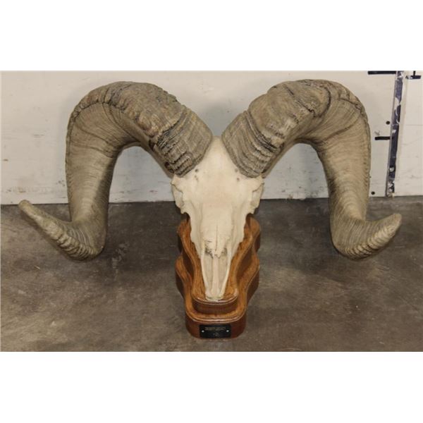 Massive Reproduction DESERT SHEEP Skull and Horns on a Wood Table Pedestal