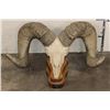 Image 1 : Massive Reproduction DESERT SHEEP Skull and Horns on a Wood Table Pedestal
