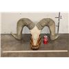 Image 2 : Massive Reproduction DESERT SHEEP Skull and Horns on a Wood Table Pedestal