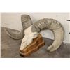 Image 3 : Massive Reproduction DESERT SHEEP Skull and Horns on a Wood Table Pedestal