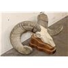 Image 4 : Massive Reproduction DESERT SHEEP Skull and Horns on a Wood Table Pedestal