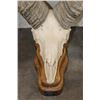 Image 5 : Massive Reproduction DESERT SHEEP Skull and Horns on a Wood Table Pedestal